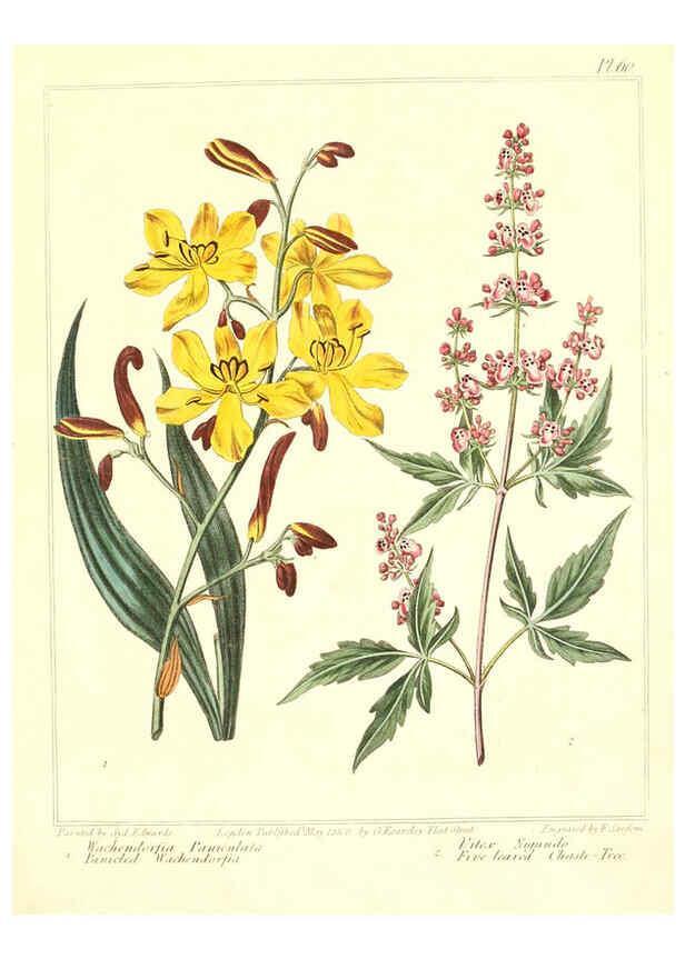 Reproducción/Reproduction 6092838426: The new botanic garden London,J. Stockdale,1812