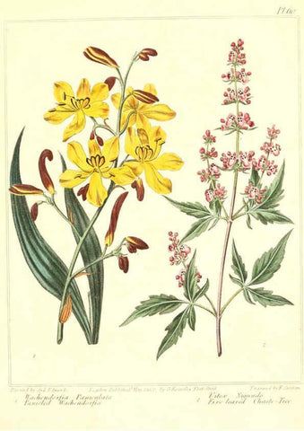 Reproducción/Reproduction 6092838426: The new botanic garden London,J. Stockdale,1812