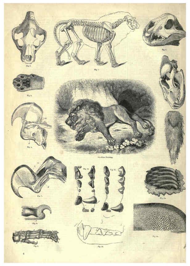 Reproducción/Reproduction 6092463603: The pictorial museum of animated nature. v.1. London :C. Cox,[1844?] 