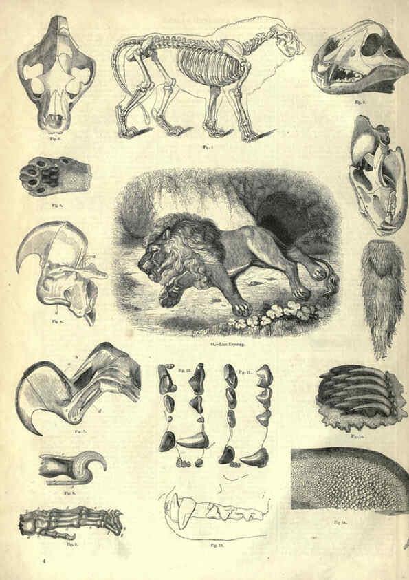 Reproducción/Reproduction 6092463603: The pictorial museum of animated nature. v.1. London :C. Cox,[1844?] 