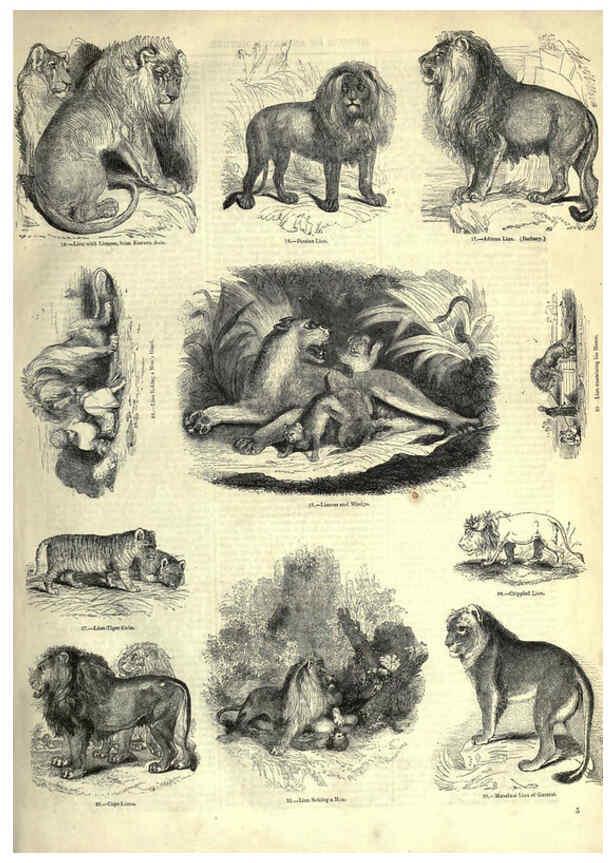 Reproducción/Reproduction 6093003726: The pictorial museum of animated nature. v.1. London :C. Cox,[1844?] 