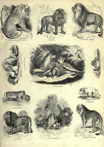 Reproducción/Reproduction 6093003726: The pictorial museum of animated nature. v.1. London :C. Cox,[1844?] 