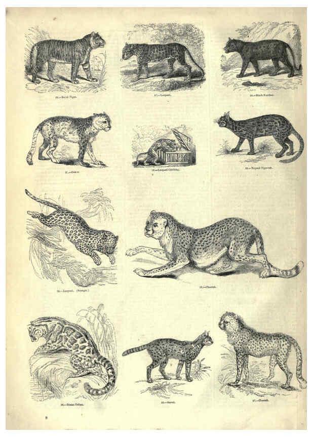 Reproducción/Reproduction 6092464217: The pictorial museum of animated nature. v.1. London :C. Cox,[1844?] 