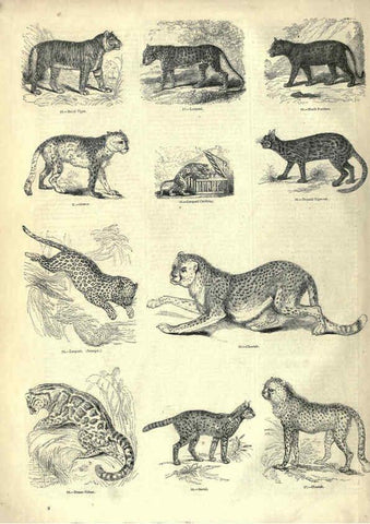 Reproducción/Reproduction 6092464217: The pictorial museum of animated nature. v.1. London :C. Cox,[1844?] 