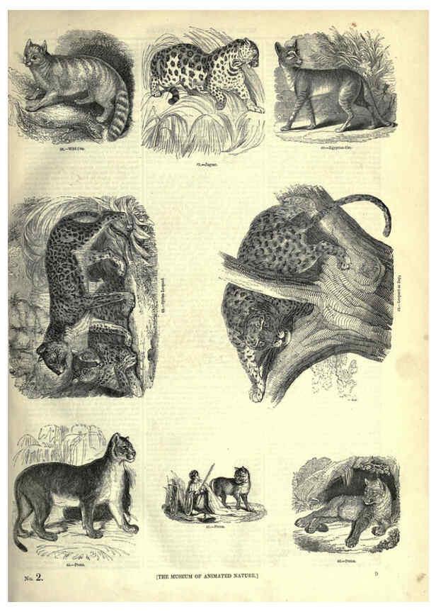 Reproducción/Reproduction 6092464385: The pictorial museum of animated nature. v.1. London :C. Cox,[1844?] 