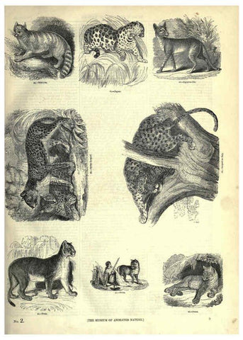 Reproducción/Reproduction 6092464385: The pictorial museum of animated nature. v.1. London :C. Cox,[1844?] 