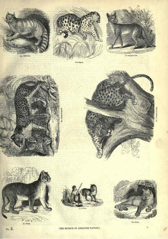 Reproducción/Reproduction 6092464385: The pictorial museum of animated nature. v.1. London :C. Cox,[1844?] 