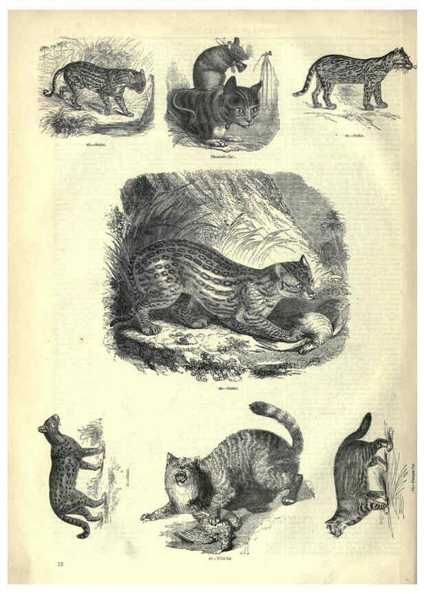 Reproducción/Reproduction 6093004672: The pictorial museum of animated nature. v.1. London :C. Cox,[1844?] 