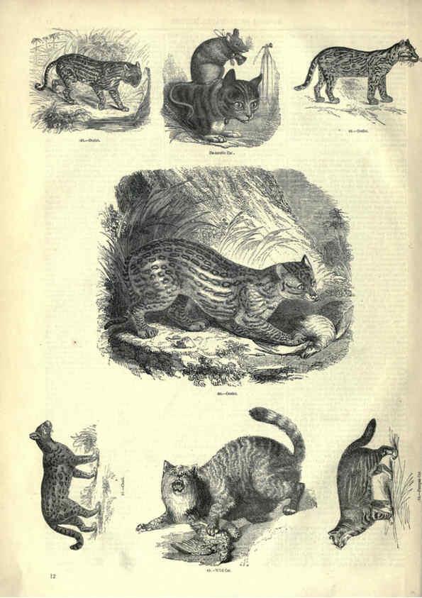 Reproducción/Reproduction 6093004672: The pictorial museum of animated nature. v.1. London :C. Cox,[1844?] 