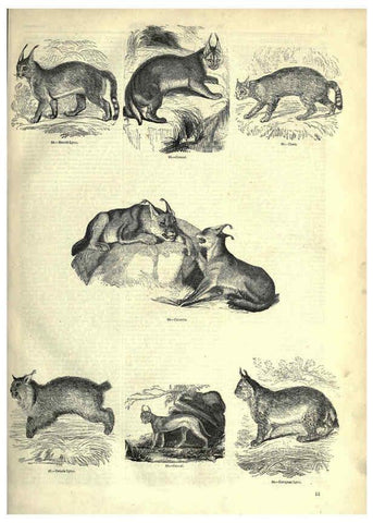 Reproducción/Reproduction 6093004946: The pictorial museum of animated nature. v.1. London :C. Cox,[1844?] 
