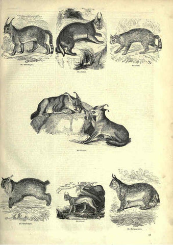 Reproducción/Reproduction 6093004946: The pictorial museum of animated nature. v.1. London :C. Cox,[1844?] 