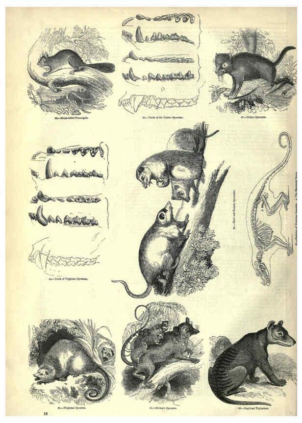 Reproducción/Reproduction 6093005132: The pictorial museum of animated nature. v.1. London :C. Cox,[1844?] 