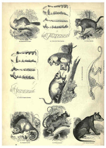 Reproducción/Reproduction 6093005132: The pictorial museum of animated nature. v.1. London :C. Cox,[1844?] 