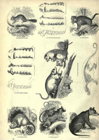 Reproducción/Reproduction 6093005132: The pictorial museum of animated nature. v.1. London :C. Cox,[1844?] 