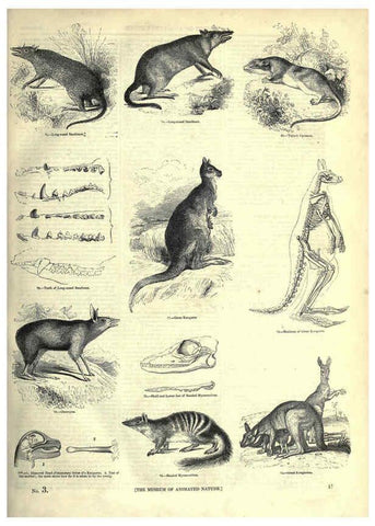 Reproducción/Reproduction 6093005342: The pictorial museum of animated nature. v.1. London :C. Cox,[1844?] 