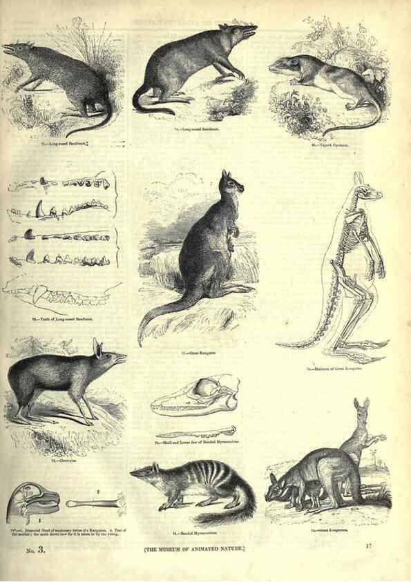 Reproducción/Reproduction 6093005342: The pictorial museum of animated nature. v.1. London :C. Cox,[1844?] 