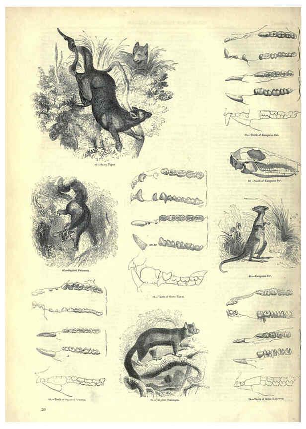 Reproducción/Reproduction 6093005790: The pictorial museum of animated nature. v.1. London :C. Cox,[1844?] 