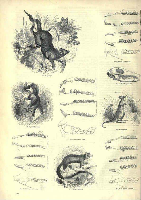 Reproducción/Reproduction 6093005790: The pictorial museum of animated nature. v.1. London :C. Cox,[1844?] 