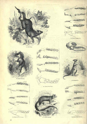 Reproducción/Reproduction 6093005790: The pictorial museum of animated nature. v.1. London :C. Cox,[1844?] 