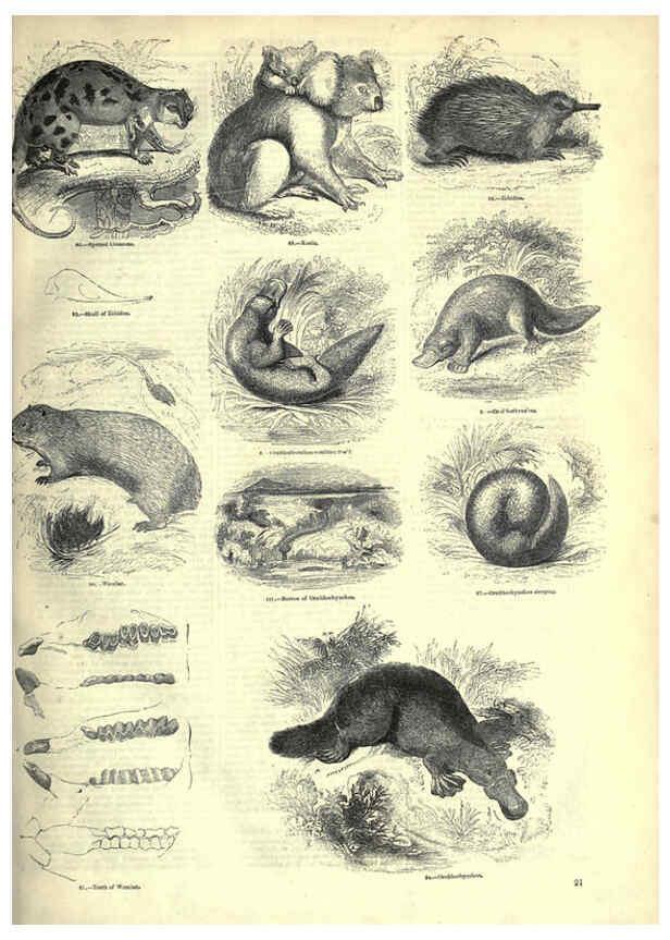 Reproducción/Reproduction 6092465959: The pictorial museum of animated nature. v.1. London :C. Cox,[1844?] 