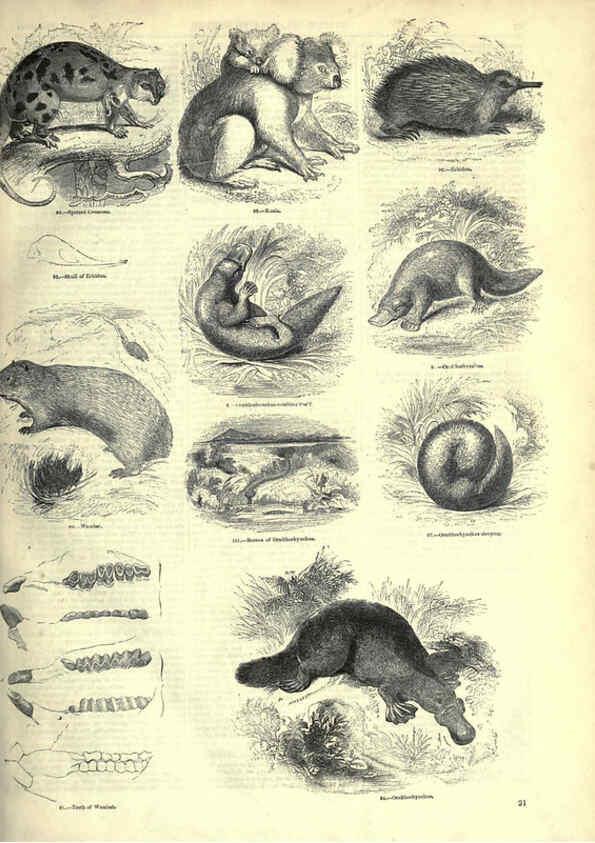 Reproducción/Reproduction 6092465959: The pictorial museum of animated nature. v.1. London :C. Cox,[1844?] 