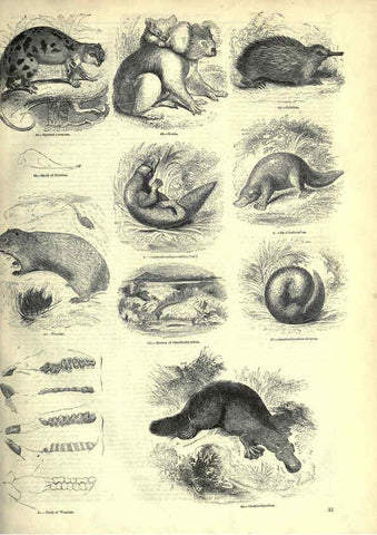 Reproducción/Reproduction 6092465959: The pictorial museum of animated nature. v.1. London :C. Cox,[1844?] 