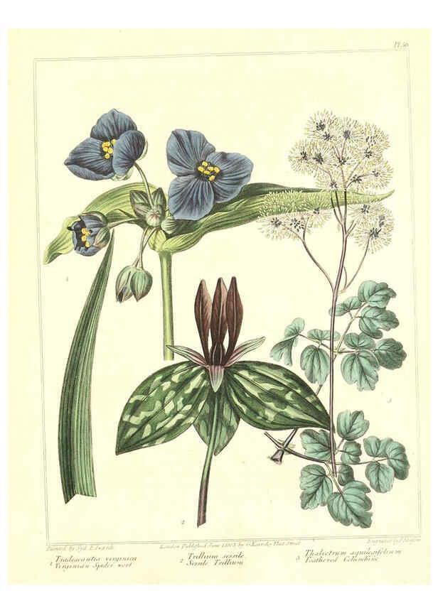 Reproducción/Reproduction 6092837522: The new botanic garden London,J. Stockdale,1812