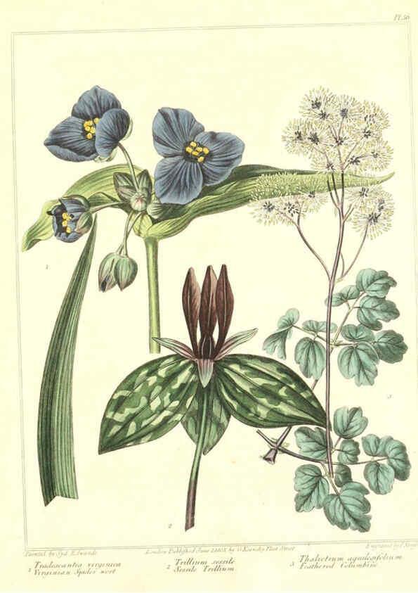 Reproducción/Reproduction 6092837522: The new botanic garden London,J. Stockdale,1812