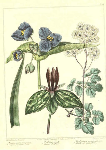 Reproducción/Reproduction 6092837522: The new botanic garden London,J. Stockdale,1812
