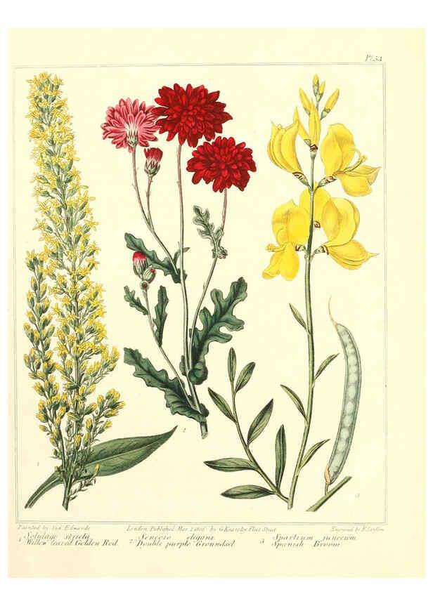 Reproducción/Reproduction 6092837156: The new botanic garden London,J. Stockdale,1812