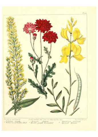 Reproducción/Reproduction 6092837156: The new botanic garden London,J. Stockdale,1812