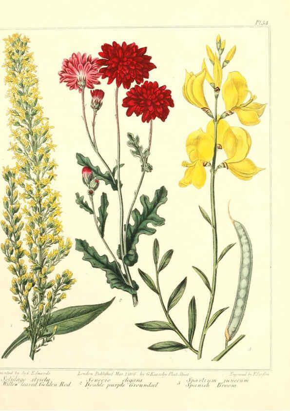 Reproducción/Reproduction 6092837156: The new botanic garden London,J. Stockdale,1812