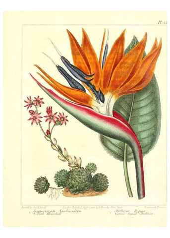 Reproducción/Reproduction 6092836894: The new botanic garden London,J. Stockdale,1812