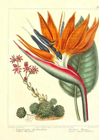 Reproducción/Reproduction 6092836894: The new botanic garden London,J. Stockdale,1812