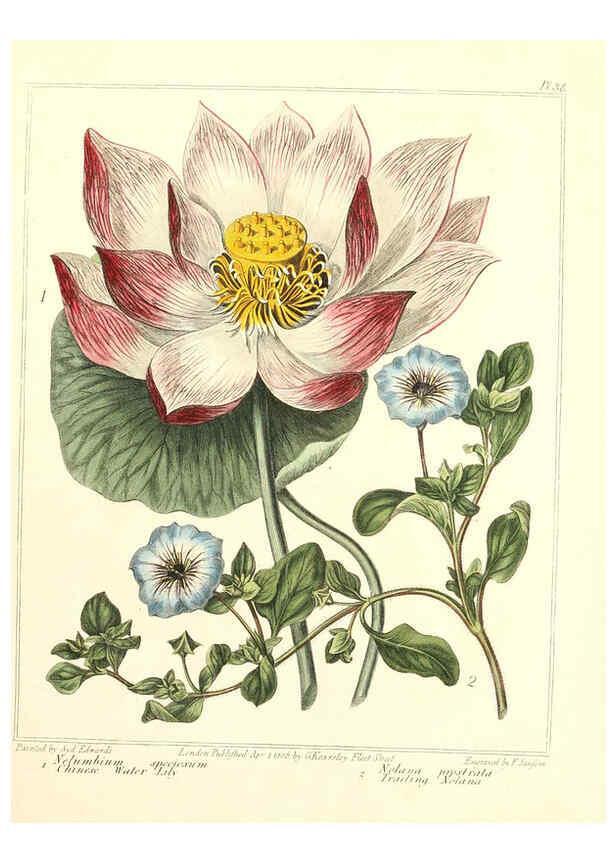 Reproducción/Reproduction 6092833548: The new botanic garden London,J. Stockdale,1812