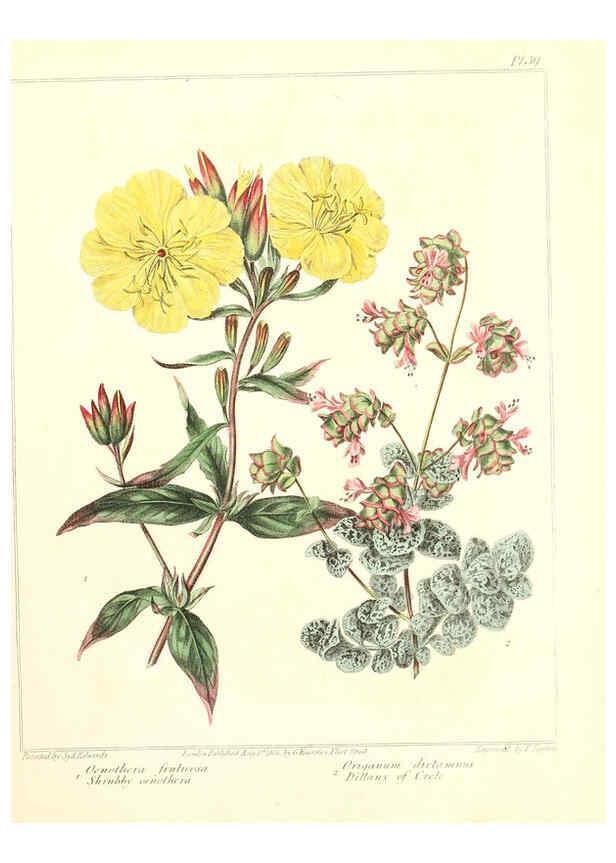 Reproducción/Reproduction 6092833716: The new botanic garden London,J. Stockdale,1812