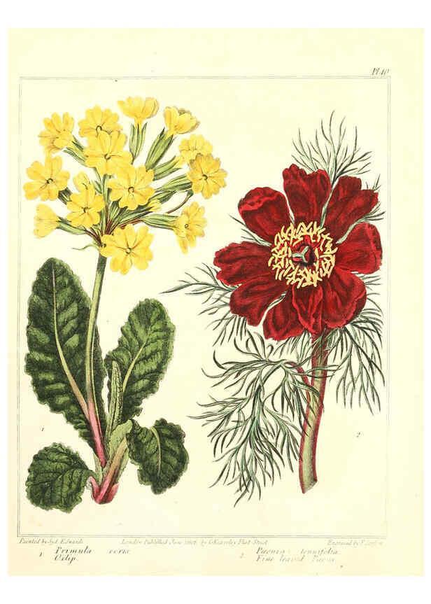 Reproducción/Reproduction 6092833990: The new botanic garden London,J. Stockdale,1812