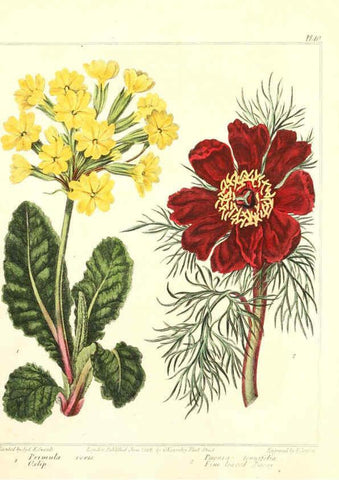 Reproducción/Reproduction 6092833990: The new botanic garden London,J. Stockdale,1812