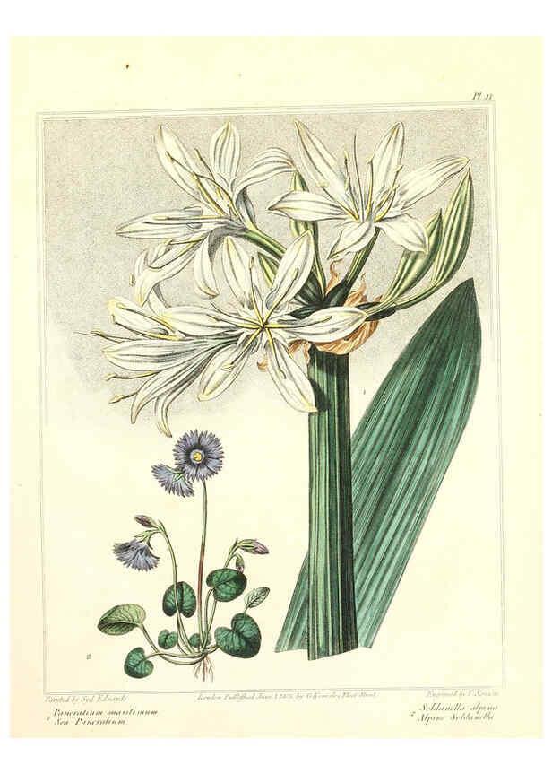 Reproducción/Reproduction 6092294251: The new botanic garden London,J. Stockdale,1812