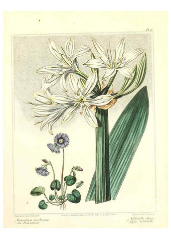 Reproducción/Reproduction 6092294251: The new botanic garden London,J. Stockdale,1812