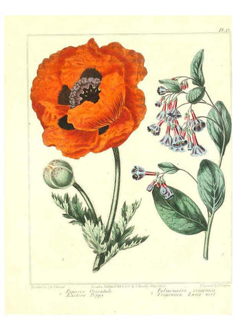 Reproducción/Reproduction 6092834662: The new botanic garden London,J. Stockdale,1812