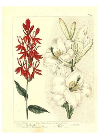 Reproducción/Reproduction 6092292947: The new botanic garden London,J. Stockdale,1812