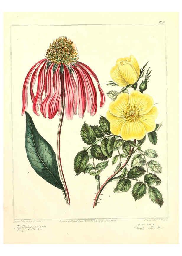 Reproducción/Reproduction 6092835408: The new botanic garden London,J. Stockdale,1812