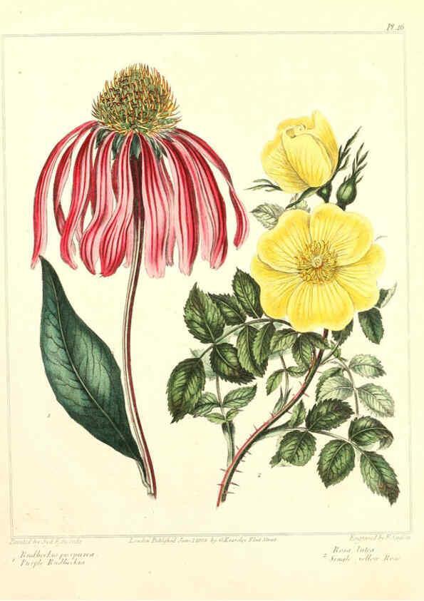 Reproducción/Reproduction 6092835408: The new botanic garden London,J. Stockdale,1812