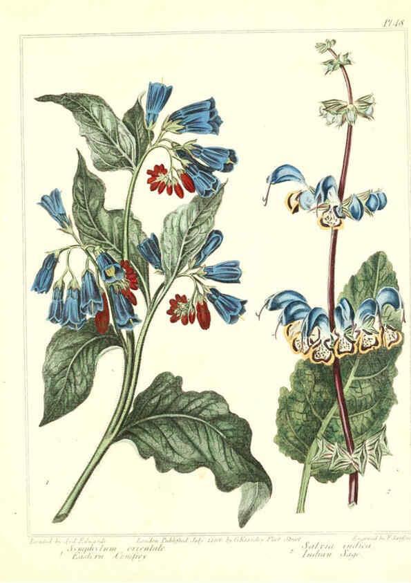Reproducción/Reproduction 6092295727: The new botanic garden London,J. Stockdale,1812