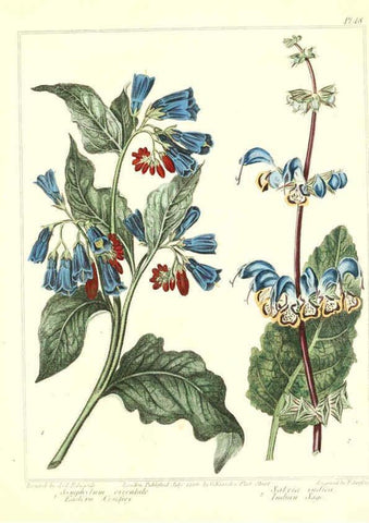 Reproducción/Reproduction 6092295727: The new botanic garden London,J. Stockdale,1812