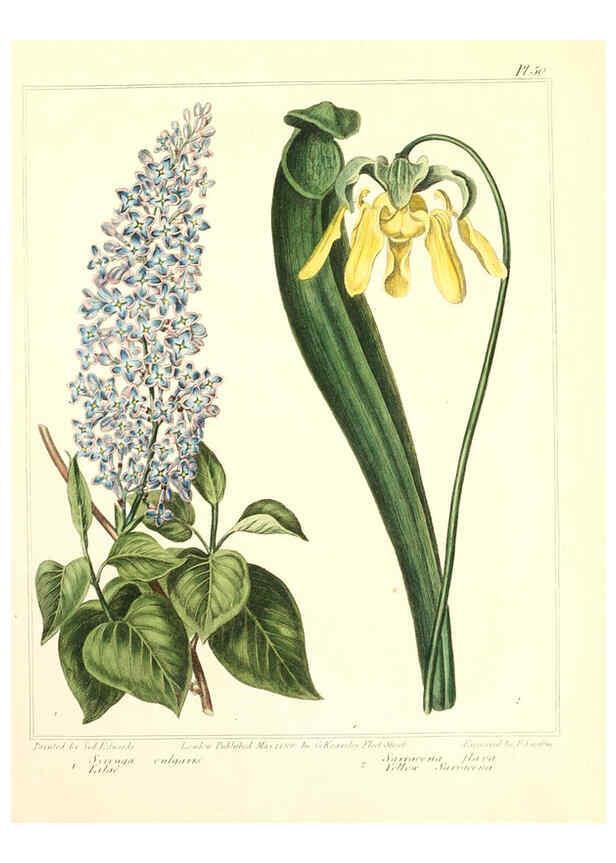 Reproducción/Reproduction 6092296153: The new botanic garden London,J. Stockdale,1812