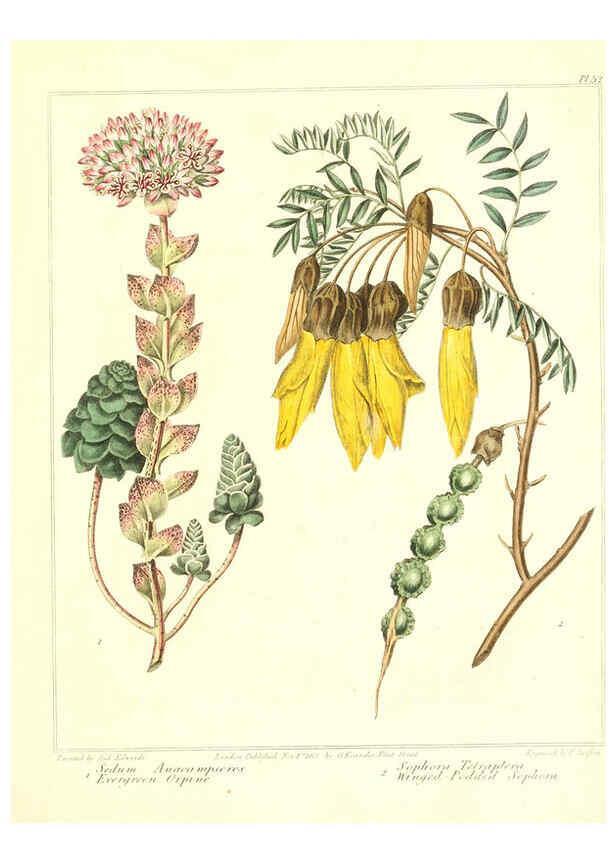 Reproducción/Reproduction 6092836710: The new botanic garden London,J. Stockdale,1812