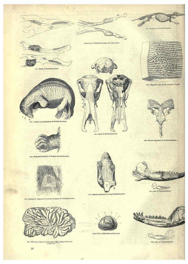 Reproducción/Reproduction 6093006316: The pictorial museum of animated nature. v.1. London :C. Cox,[1844?] 