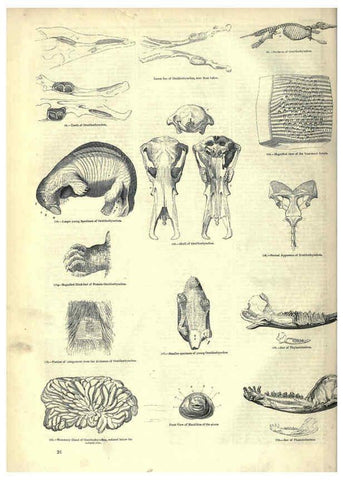 Reproducción/Reproduction 6093006316: The pictorial museum of animated nature. v.1. London :C. Cox,[1844?] 